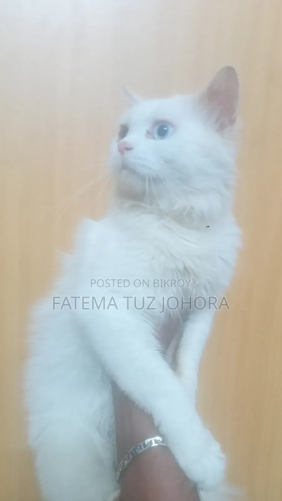 1+ Year Male Purebred Persian