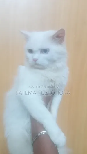 1+ Year Male Purebred Persian