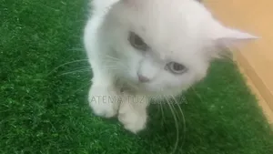 1+ Year Male Purebred Persian