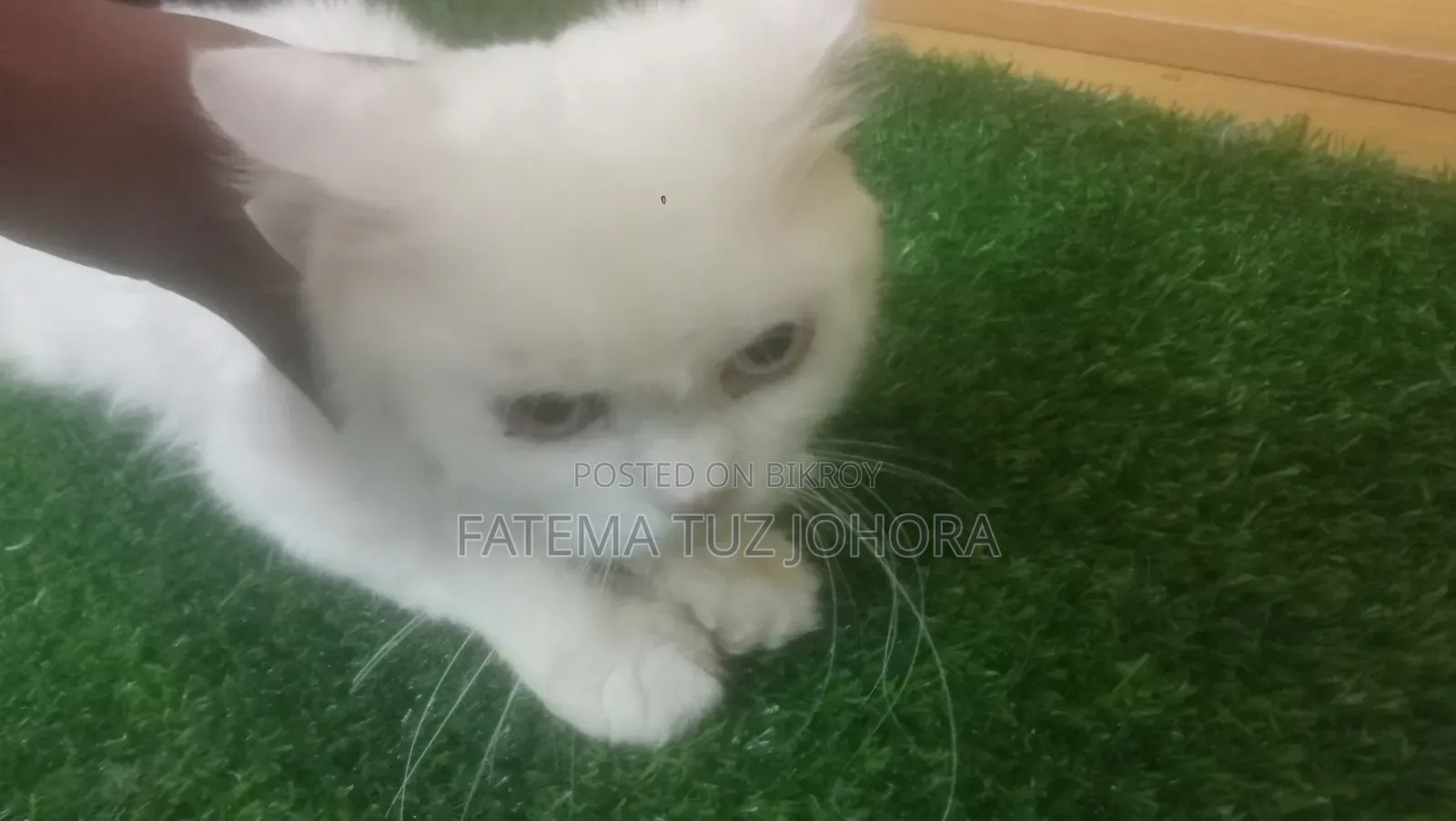1+ Year Male Purebred Persian