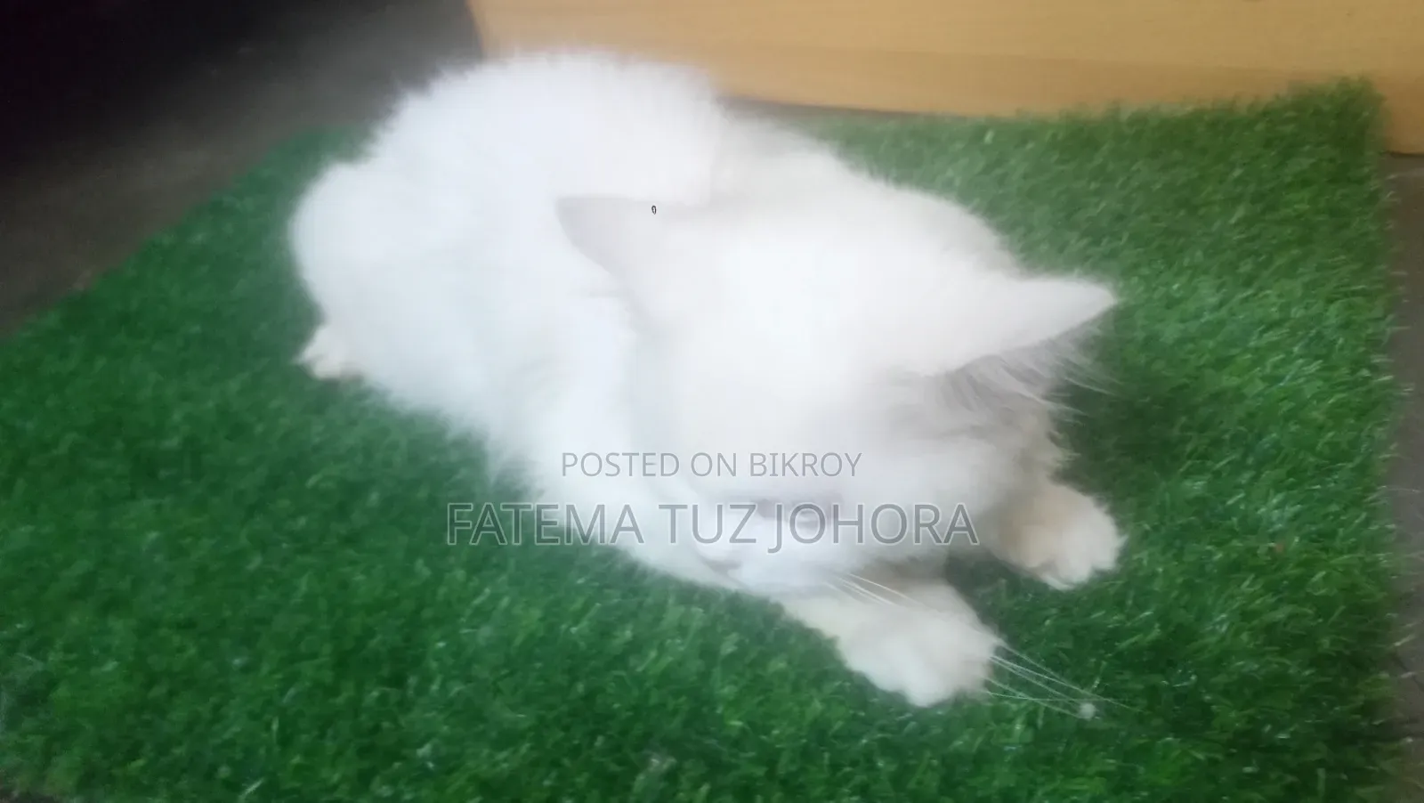 1+ Year Male Purebred Persian