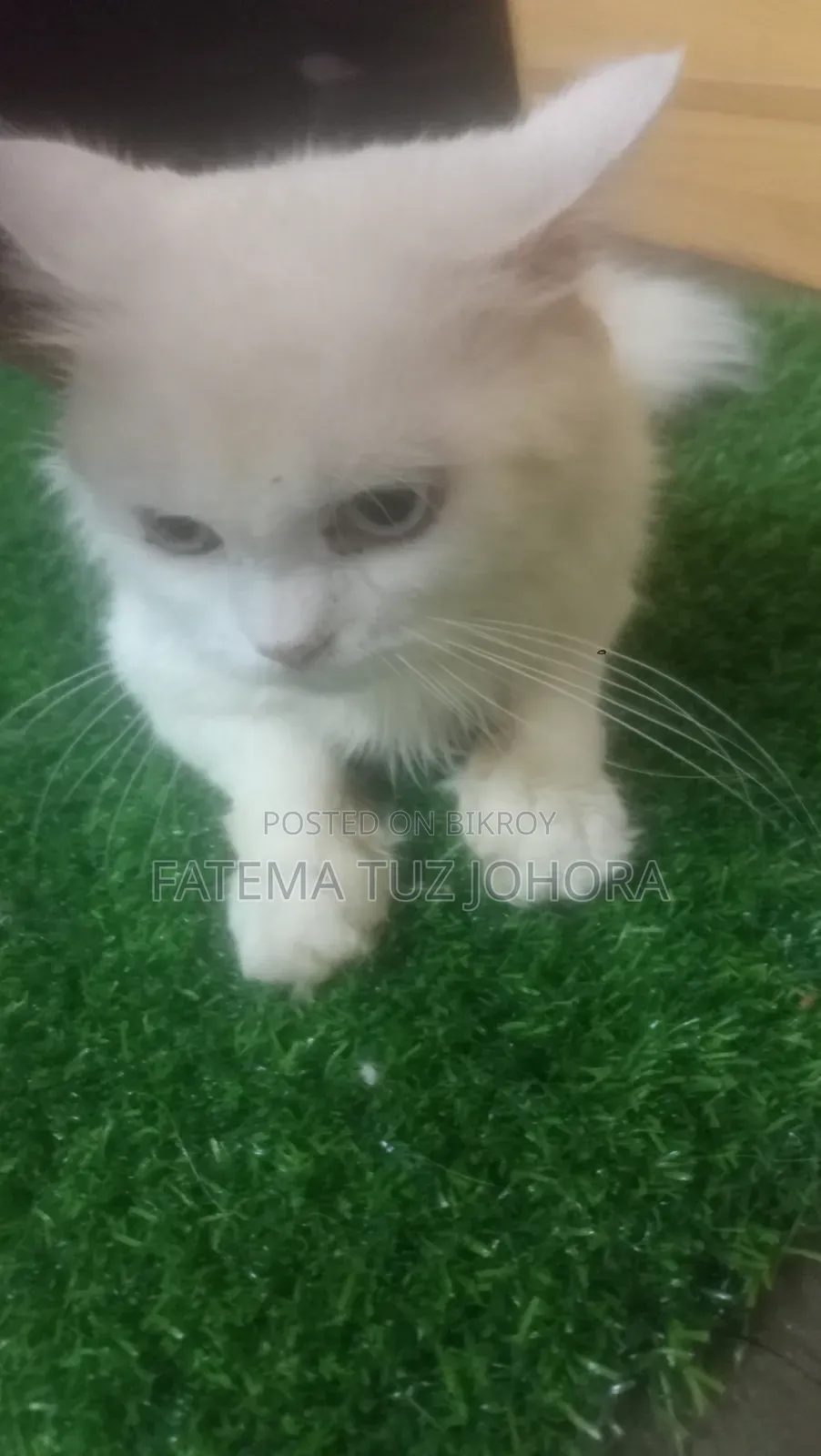 1+ Year Male Purebred Persian