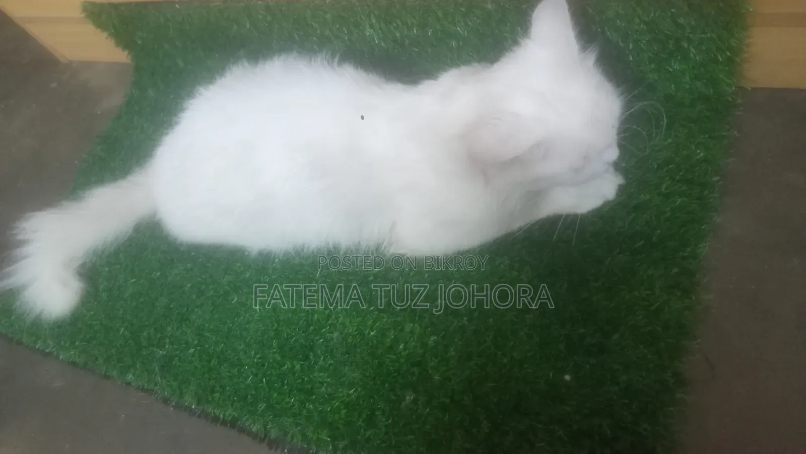 1+ Year Male Purebred Persian