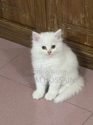 1-3 months Female Purebred Persian