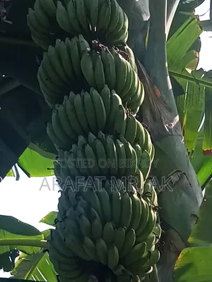 Atiya bananas for sale