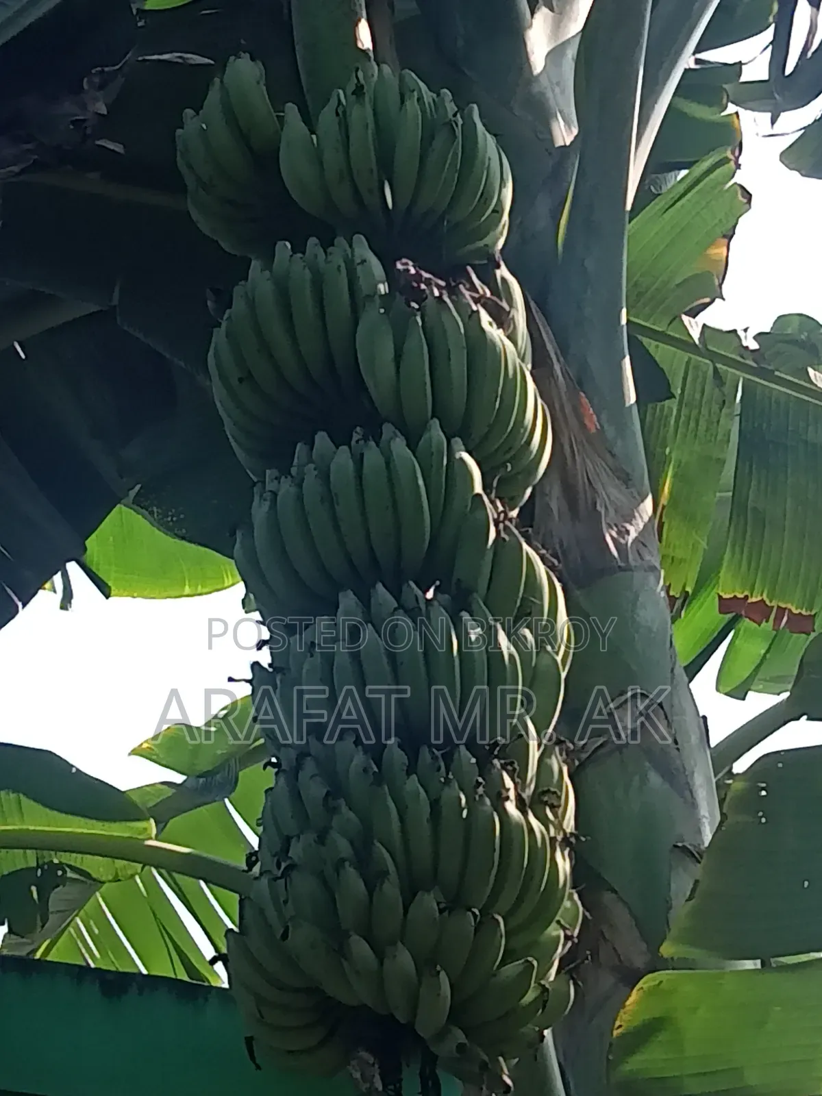 Atiya bananas for sale