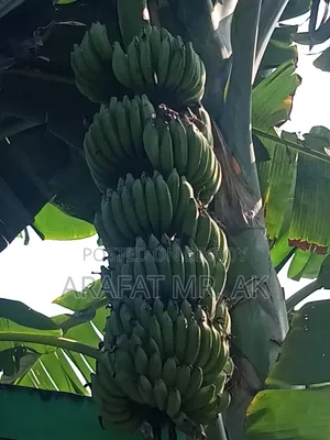 Atiya bananas for sale