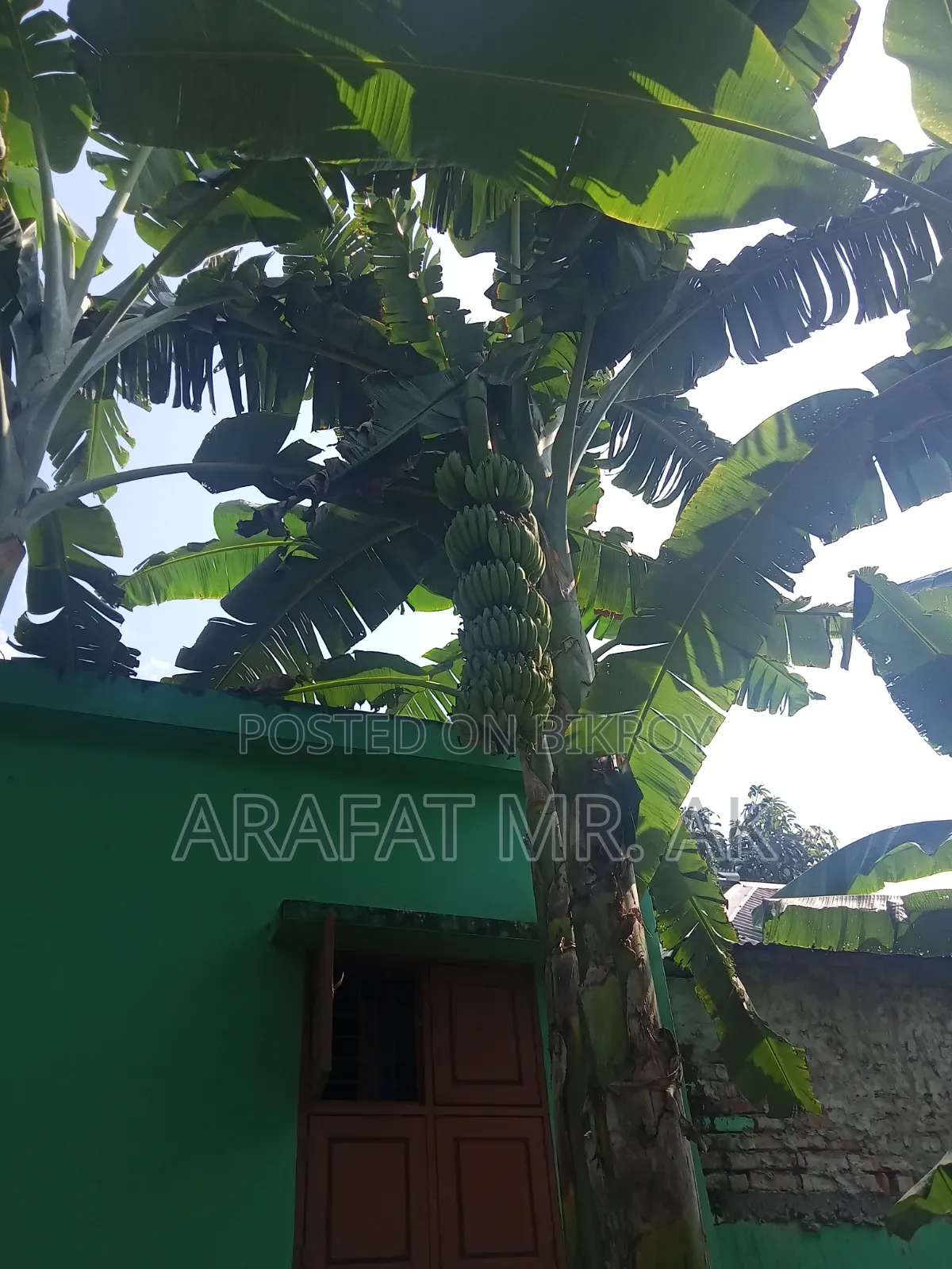Atiya bananas for sale
