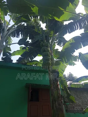 Atiya bananas for sale