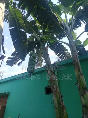 Atiya bananas for sale