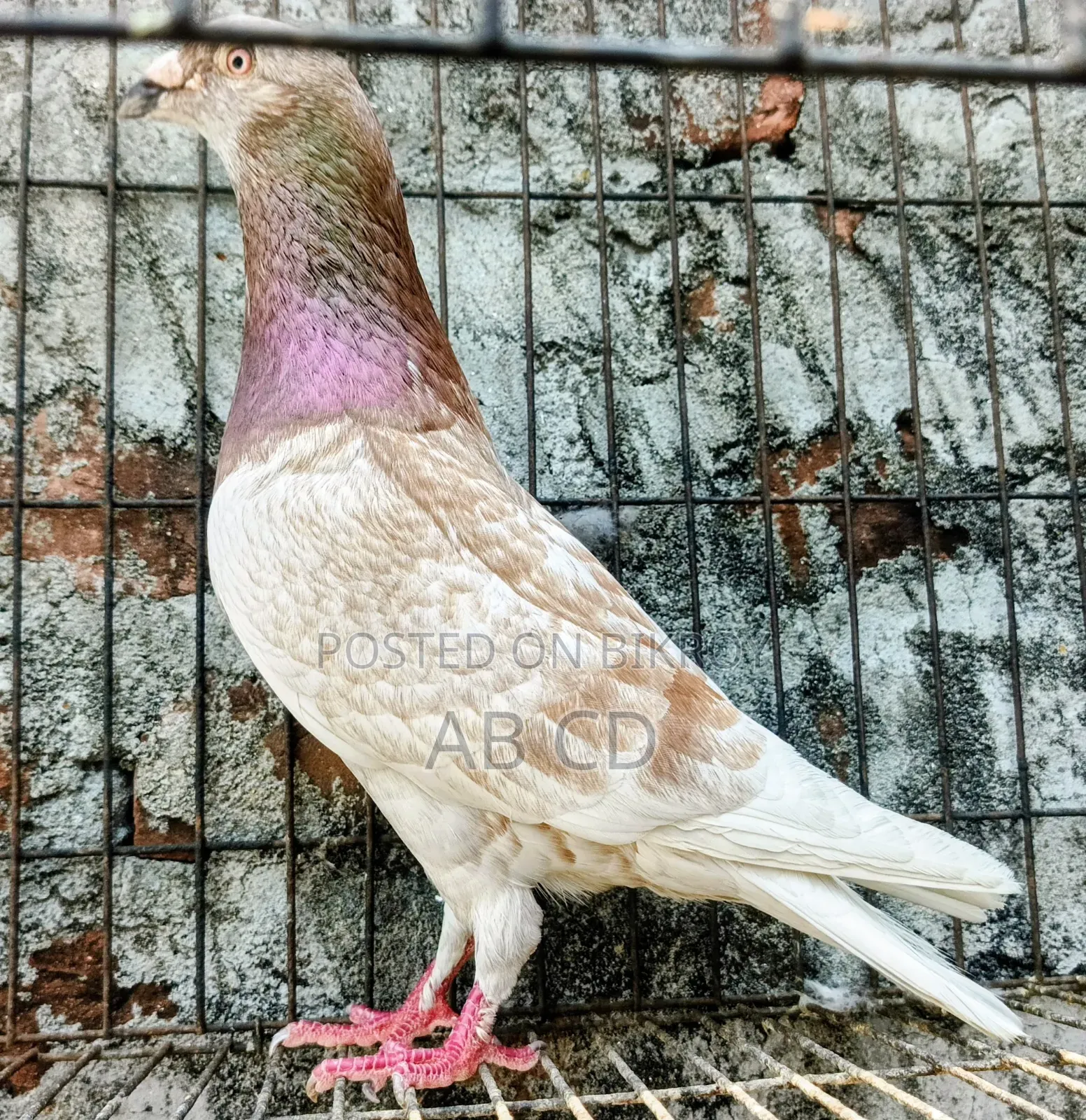 Red Chekar Pigeon Racer Male Kobutor