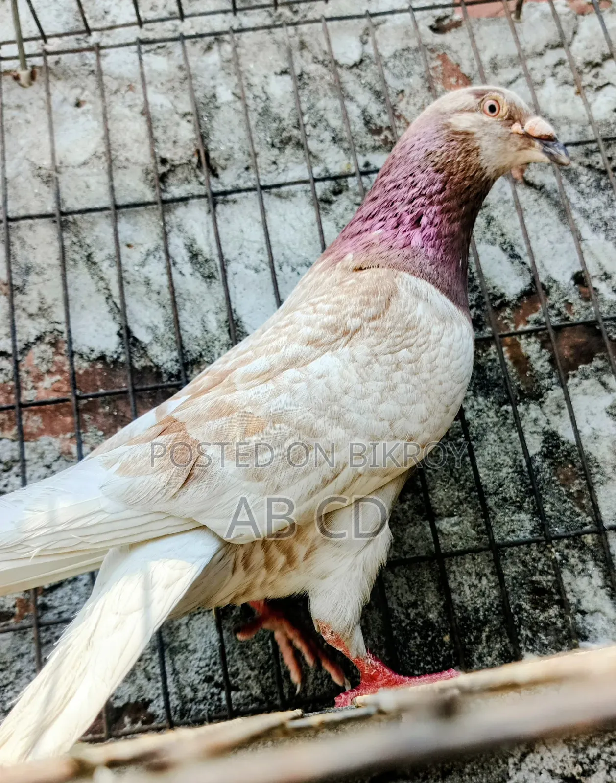 Red Chekar Pigeon Racer Male Kobutor