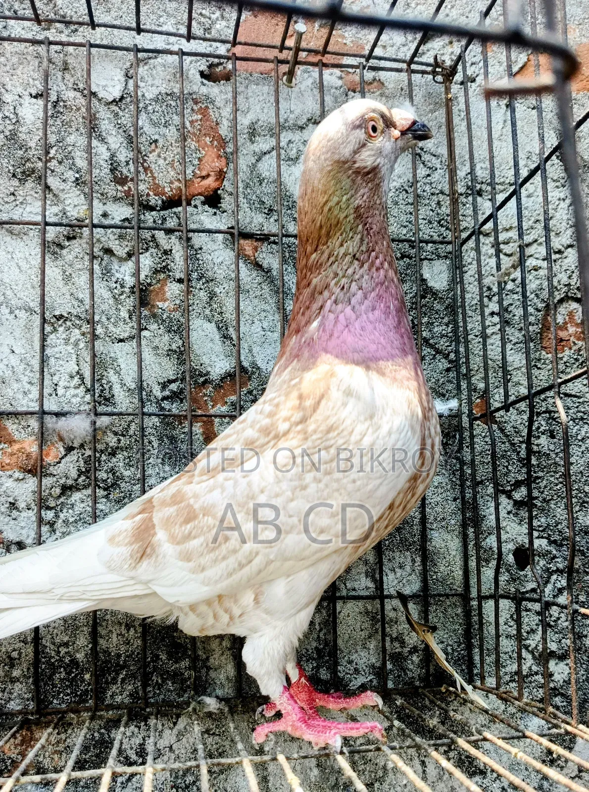 Red Chekar Pigeon Racer Male Kobutor