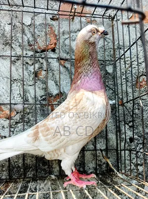Red Chekar Pigeon Racer Male Kobutor