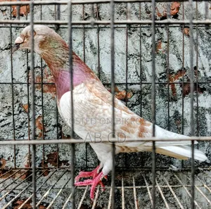 Red Chekar Pigeon Racer Male Kobutor