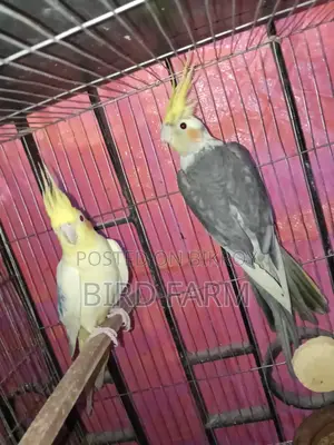 ককাটেল পাখি