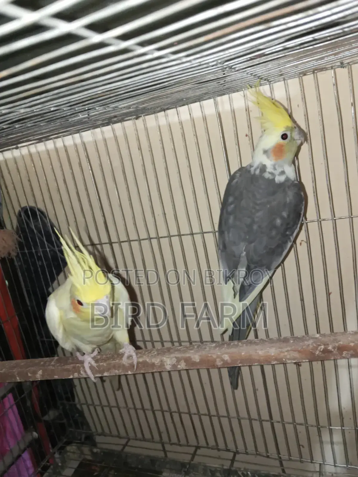 ককাটেল পাখি