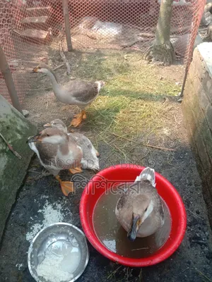 4 Ducks, not yet laying eggs, let me know if you want to buy