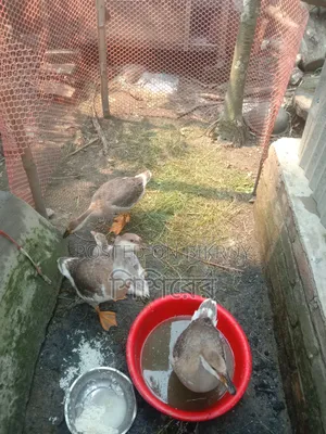 4 Ducks, not yet laying eggs, let me know if you want to buy