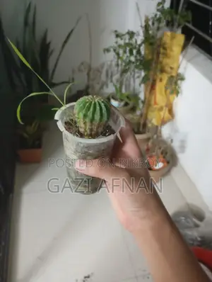 Cactus and Cactus Soil
