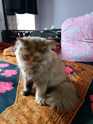 3-6 Months Female Purebred Persian