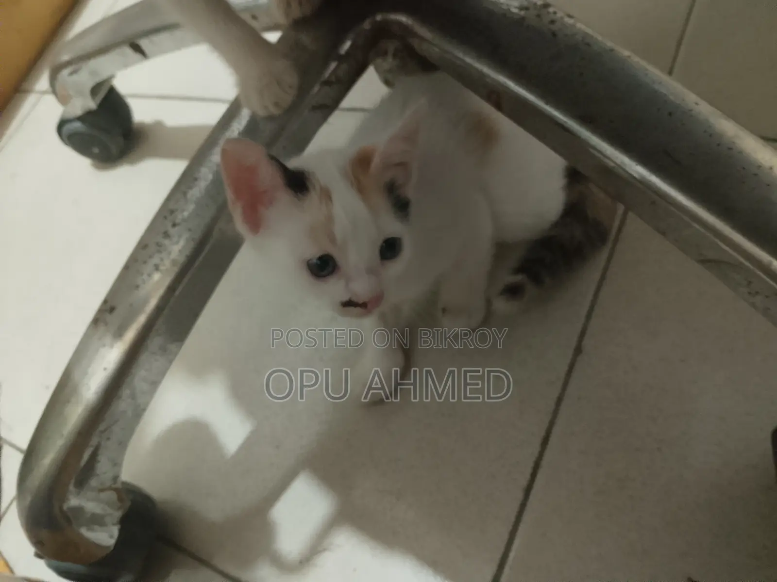 0-1 Month Male Mixed Breed Bengal