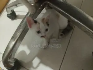 ০-১ মাস বয়সী পুরুষ মিশ্র জাতের বিড়াল