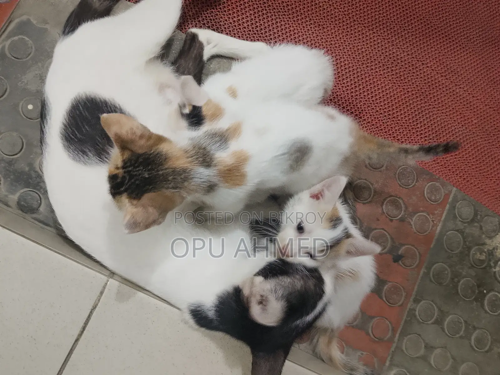 0-1 Month Male Mixed Breed Bengal