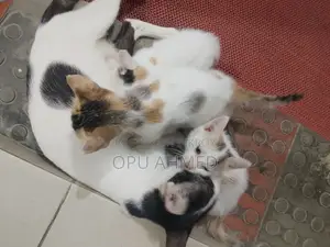 0-1 Month Male Mixed Breed Bengal