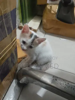 0-1 Month Male Mixed Breed Bengal