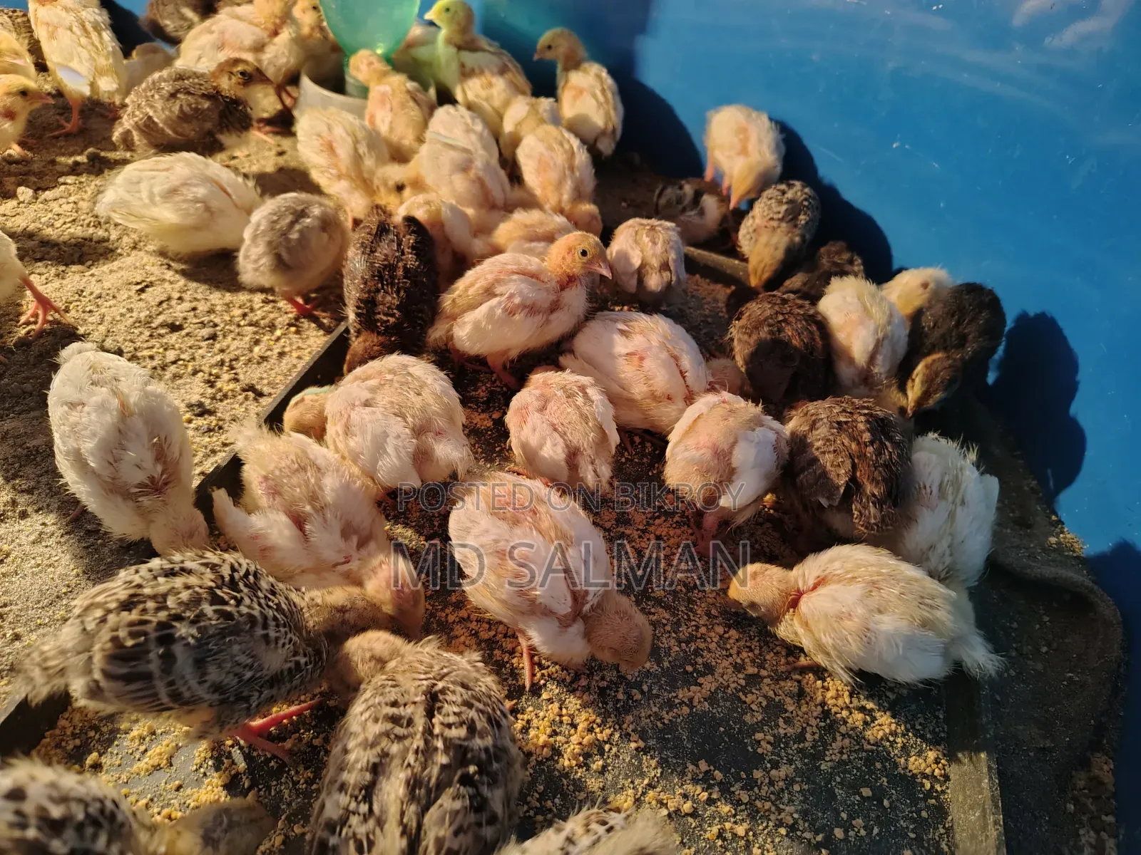 European Giant Coturnix chicks and hatching eggs