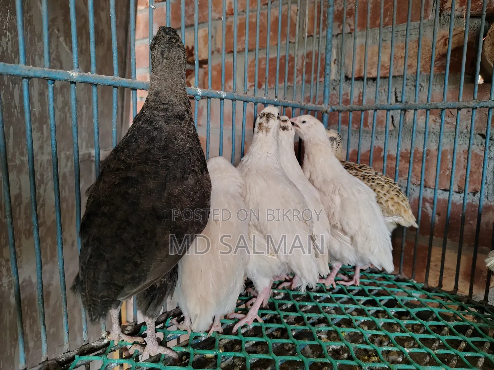 European Giant Coturnix chicks and hatching eggs