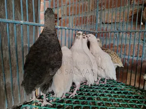 European Giant Coturnix chicks and hatching eggs