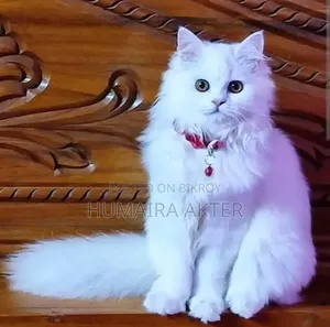 6-12 months Male Purebred Persian Cat