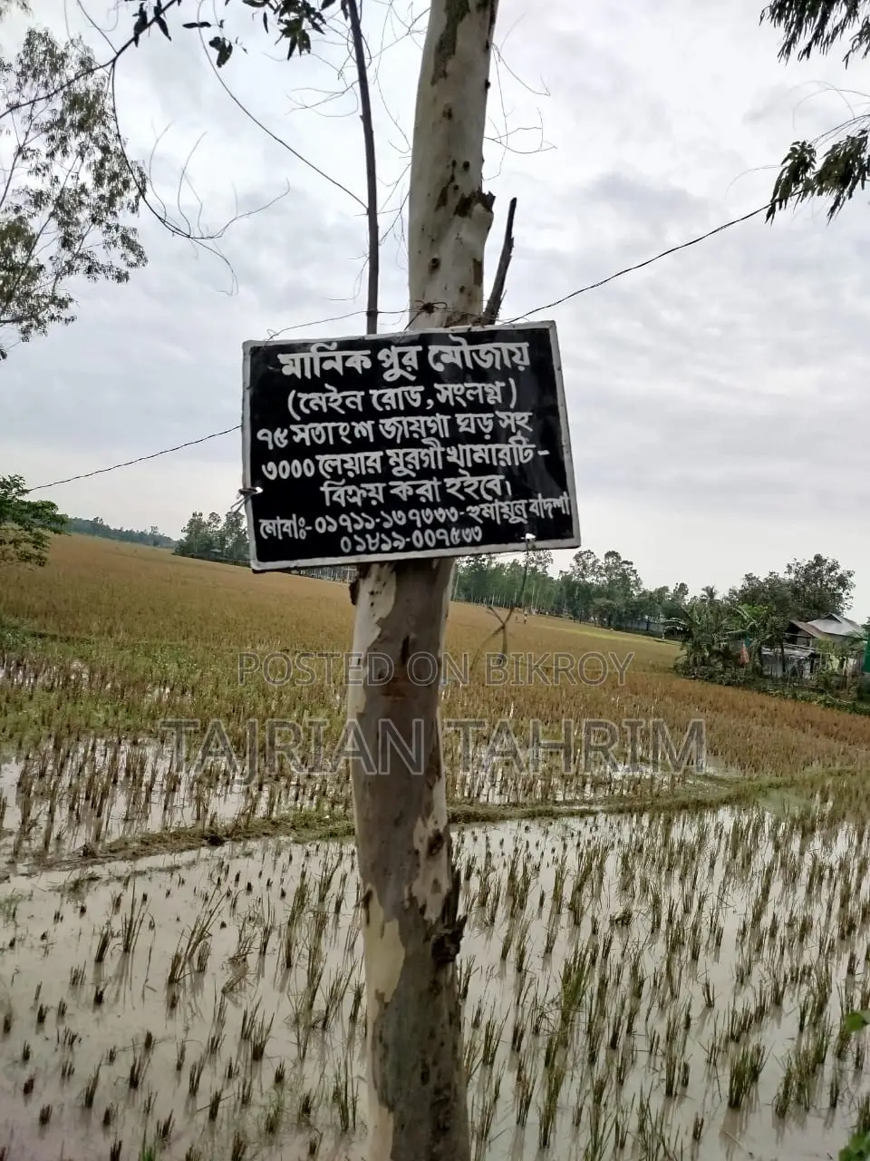 75 Decimal Ready Square Size Layer Chicken Farm (Adjacent to Main Road)