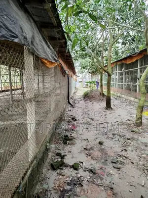 75 Decimal Ready Square Size Layer Chicken Farm (Adjacent to Main Road)