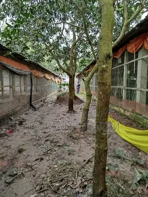 75 Decimal Ready Square Size Layer Chicken Farm (Adjacent to Main Road)