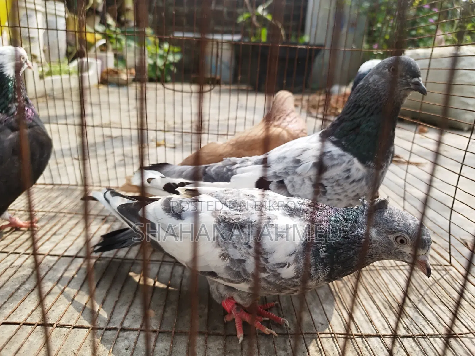 5 Pigeons