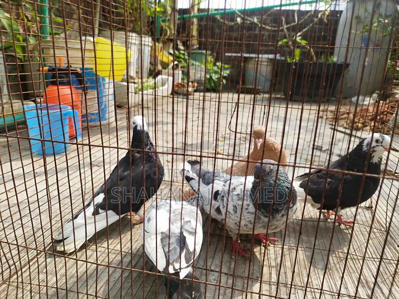 5 Pigeons