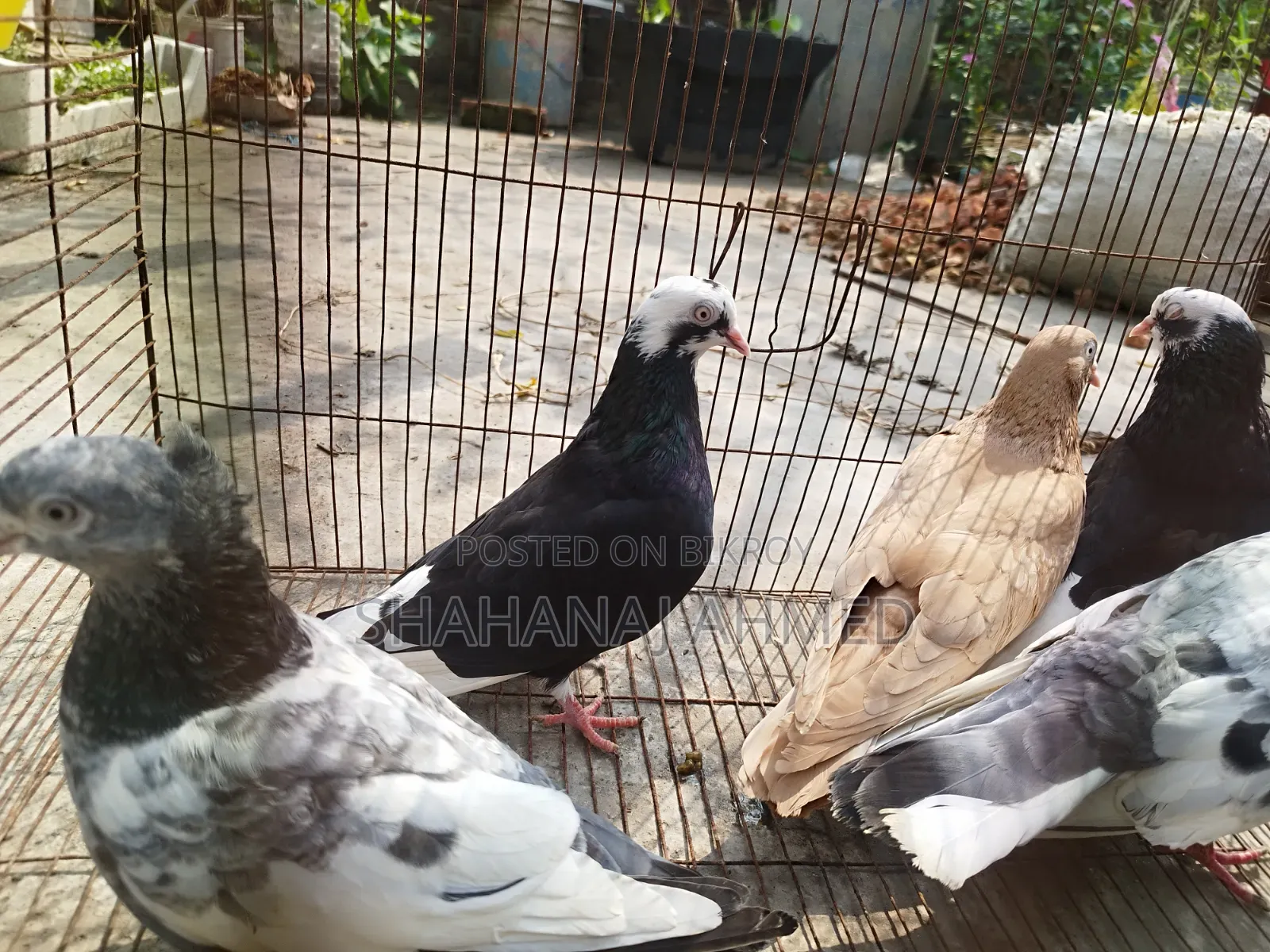 5 Pigeons