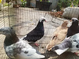5 Pigeons