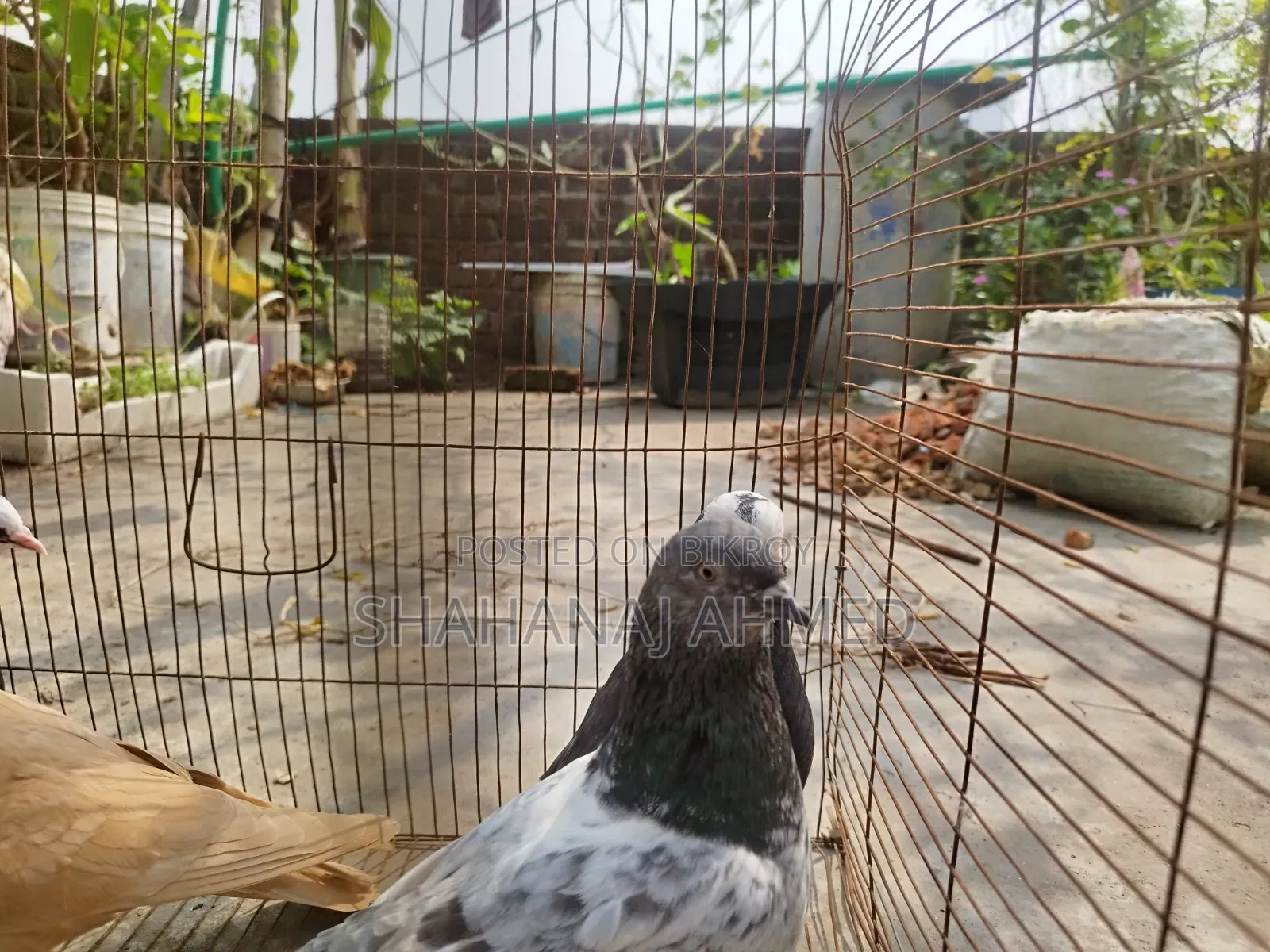 5 Pigeons