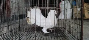 Lakkha Running Male