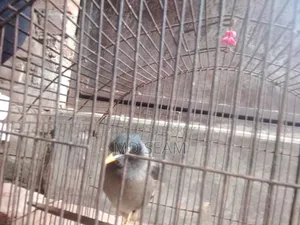 কথা বলা শালিক পাখি