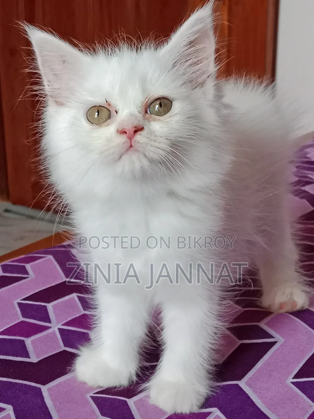 1-3 Months Female Purebred Persian Kitten