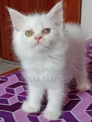 1-3 months Female Purebred Persian