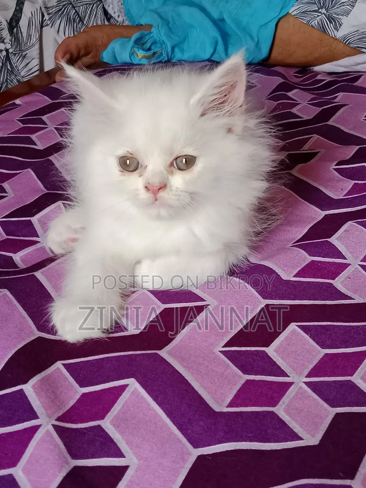 1-3 Months Female Purebred Persian Kitten