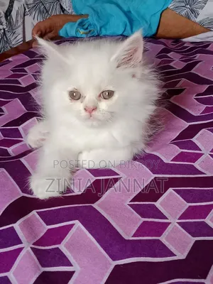 1-3 Months Female Purebred Persian Kitten