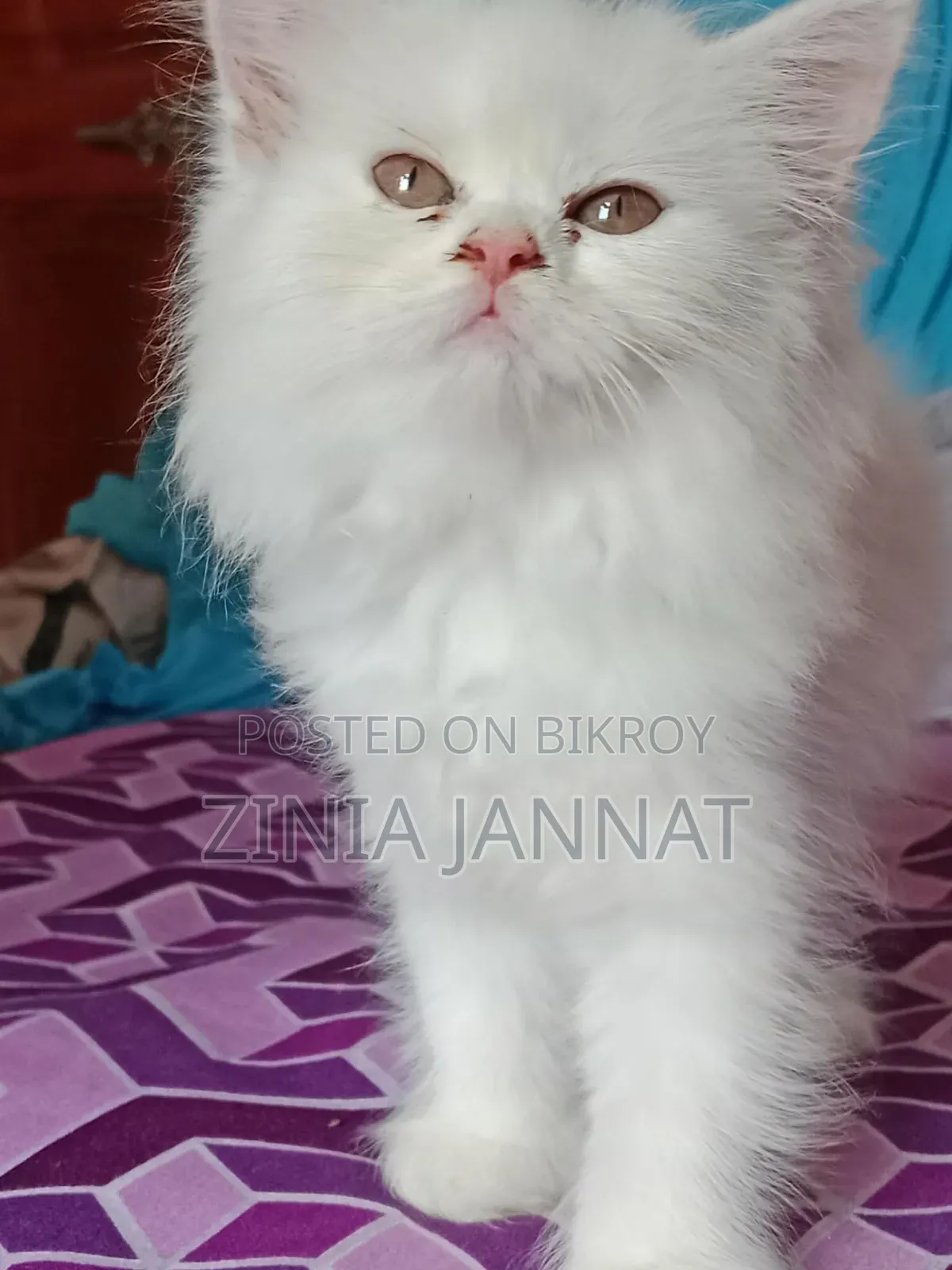 1-3 Months Female Purebred Persian Kitten