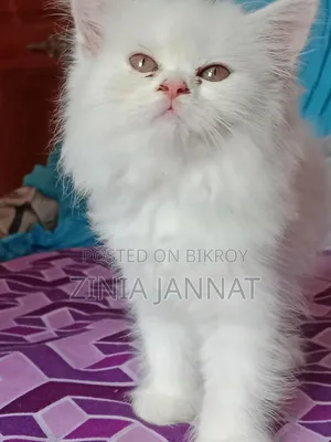 1-3 Months Female Purebred Persian Kitten